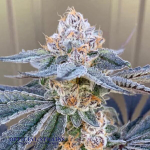 KDJ-20931-Blueberry Sunset Feminized