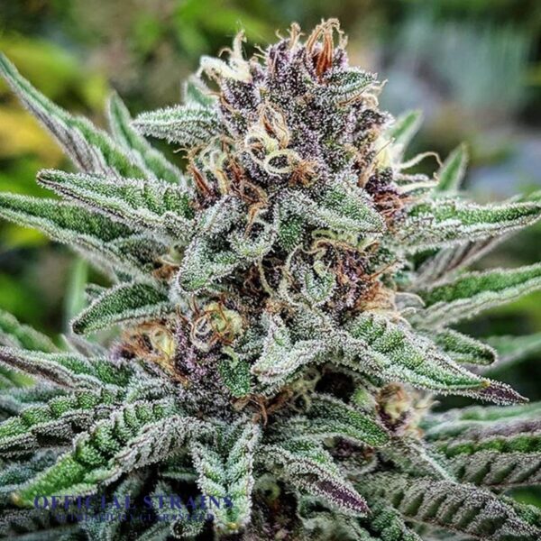 KDJ-20934-Blueberry Twist Feminized