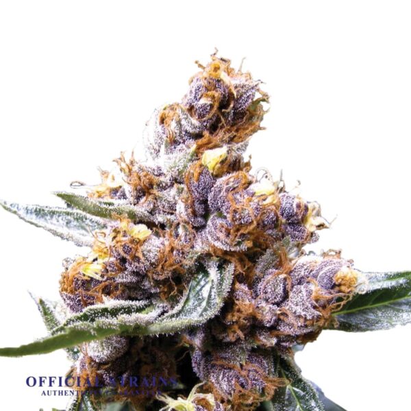 KDJ-20043-Blueberry Feminized