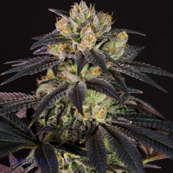 KDJ-20067-Bubba Kush Feminized