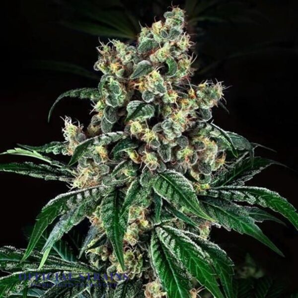 KDJ-20086-Candy Kush Regular