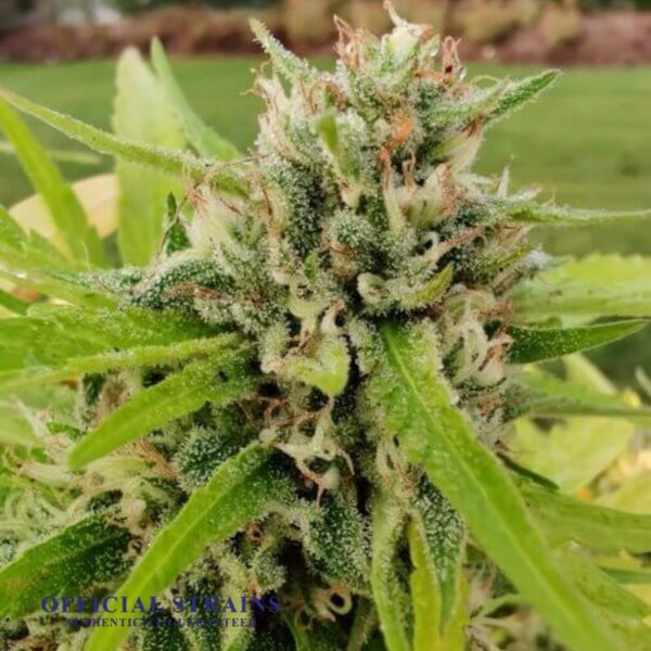 KDJ-20093-Cannatonic CBD Automatic Flowering