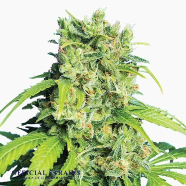 KDJ-20094-Cannatonic CBD Feminized