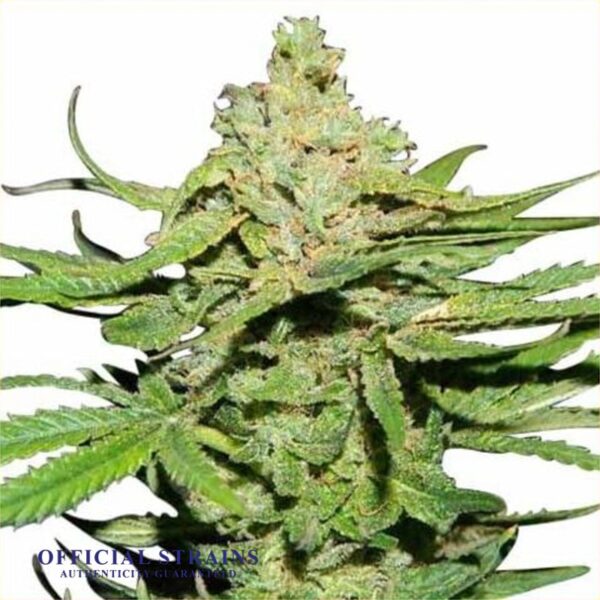 KDJ-20091-Cannatonic Feminized