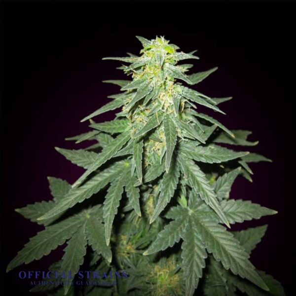 KDJ-20099-Cheese Automatic Flowering