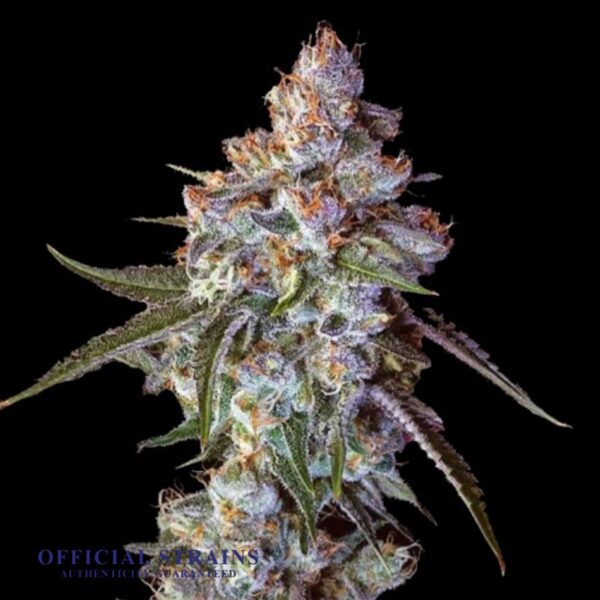 KDJ-20112-Cherry Pie Feminized