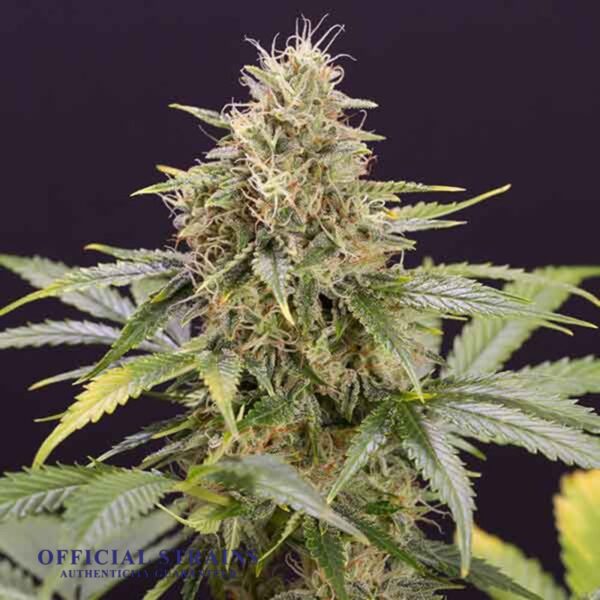 KDJ-20115-Chocolate Mint OG Automatic Flowering