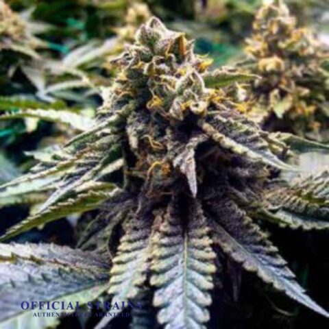 KDJ-20116-Chocolate Mint OG Feminized