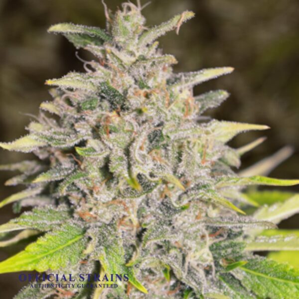 KDJ-20124-Chocolope Kush Automatic Flowering