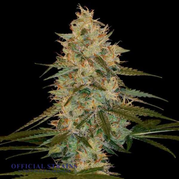 KDJ-20125-Chocolope Kush Feminized