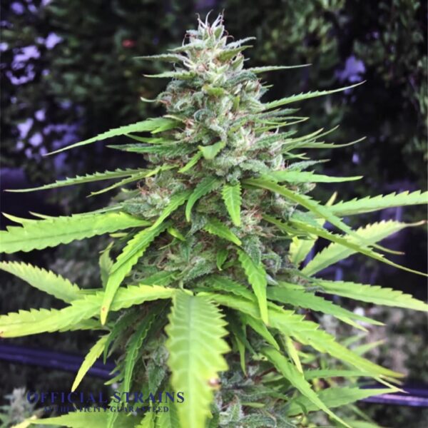 KDJ-20121-Chocolope Feminized