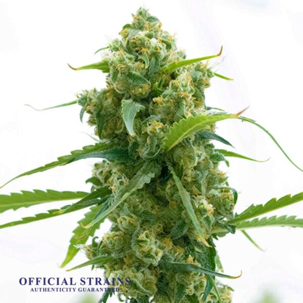 KDJ-20943-Citrus Chill Feminized