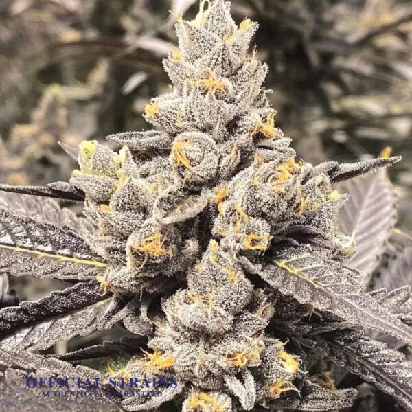 KDJ-20949-Citrus Frost Feminized