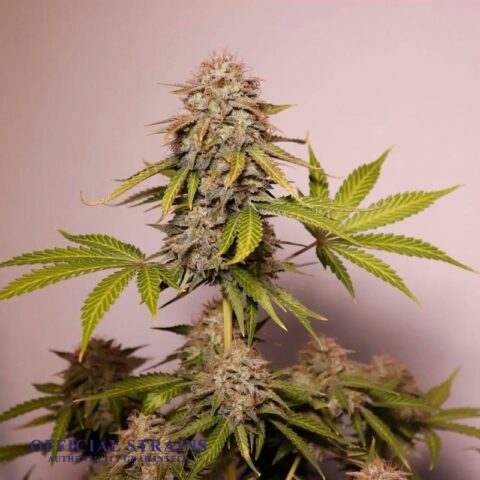 KDJ-20951-Citrus Haze Automatic Flowering