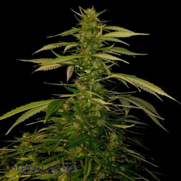 KDJ-20952-Citrus Haze Feminized