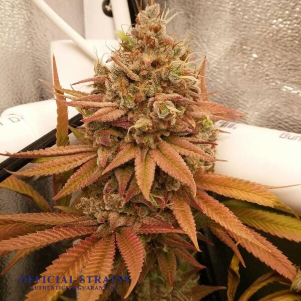 KDJ-20137-Colombian Gold Feminized