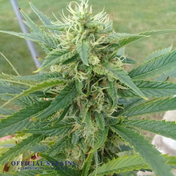 KDJ-20141-Cookies Kush Automatic Flowering