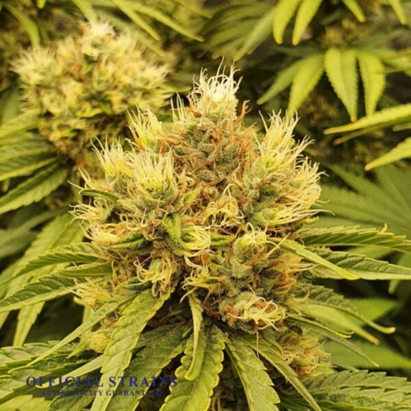 KDJ-20150-Critical CBD Automatic Flowering