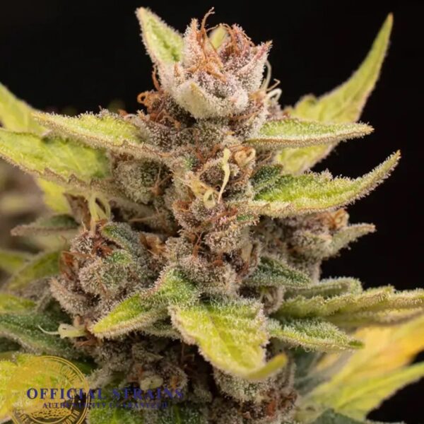 KDJ-20153-Critical Kush Automatic Flowering