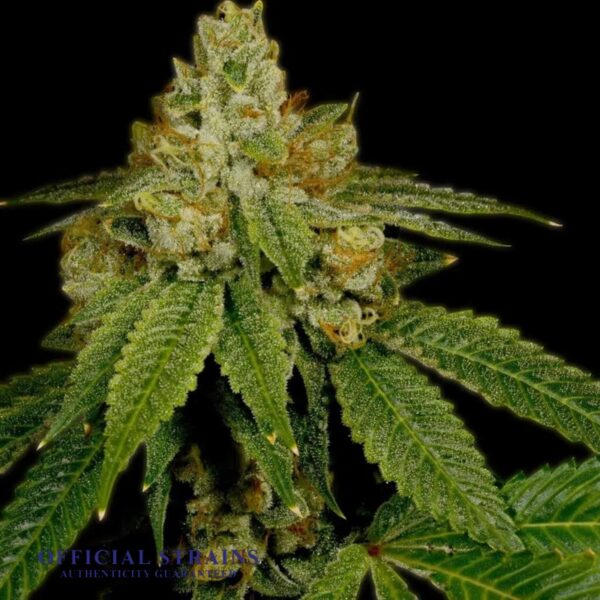 KDJ-20154-Critical Kush Feminized