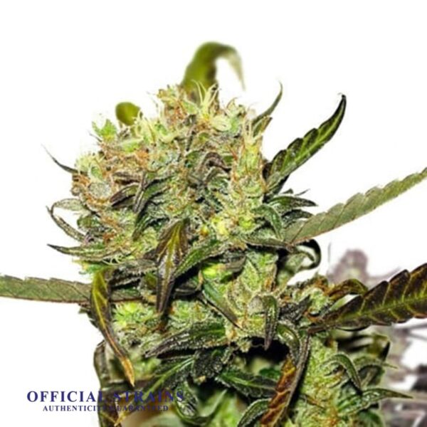 KDJ-20156-Crown OG Automatic Flowering