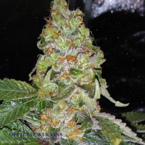 KDJ-20157-Crown OG Feminized