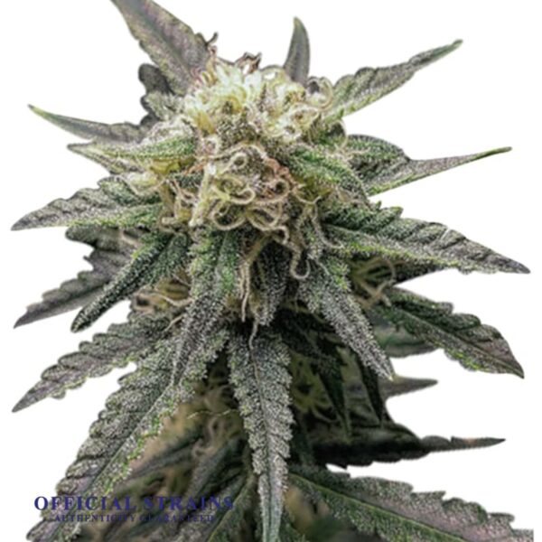 KDJ-20161-Crown Royale Feminized