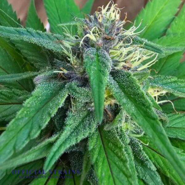 KDJ-20187-DJ Short Blueberry Feminized