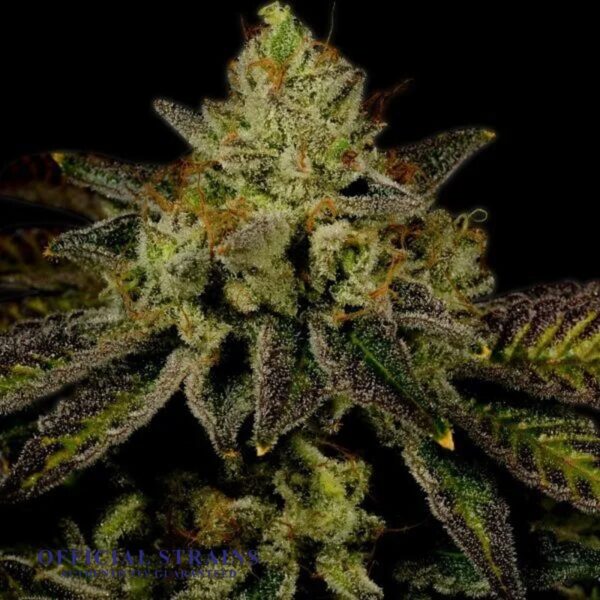 KDJ-20169-Death Bubba Automatic Flowering