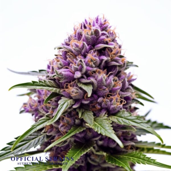 KDJ-20176-Deep Purple Feminized