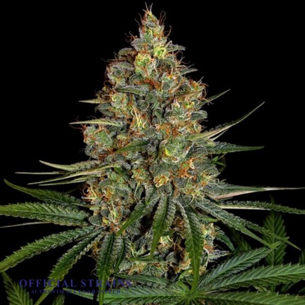 KDJ-20181-Diesel Feminized