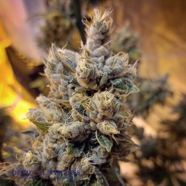 KDJ-20193-Dogwalker OG Feminized