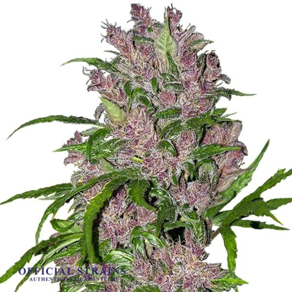 KDJ-20195-Double Purple Automatic Flowering