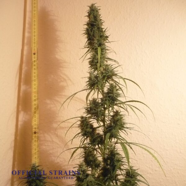 KDJ-20200-Dr Grinspoon Feminized