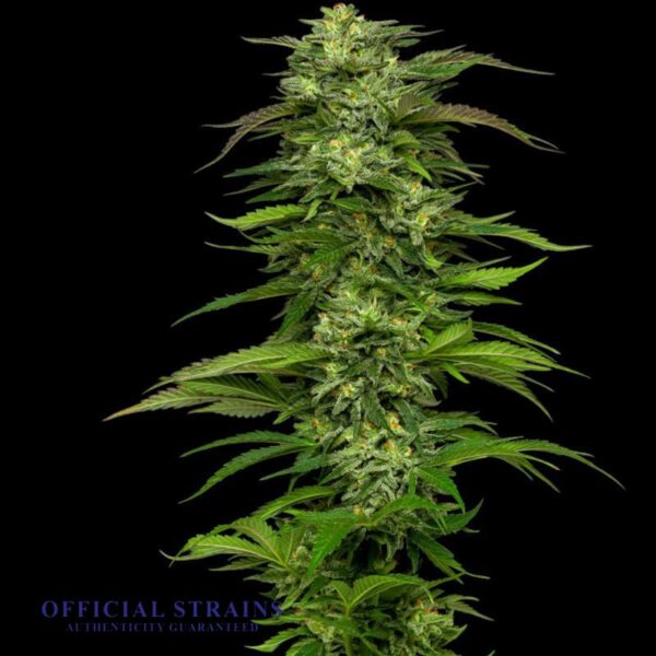 KDJ-20202-Dream Queen Feminized