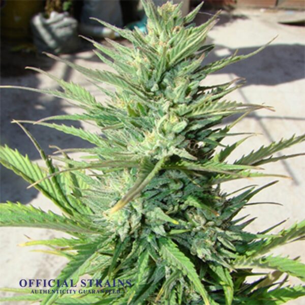 KDJ-20208-Durban Poison Haze Automatic Flowering