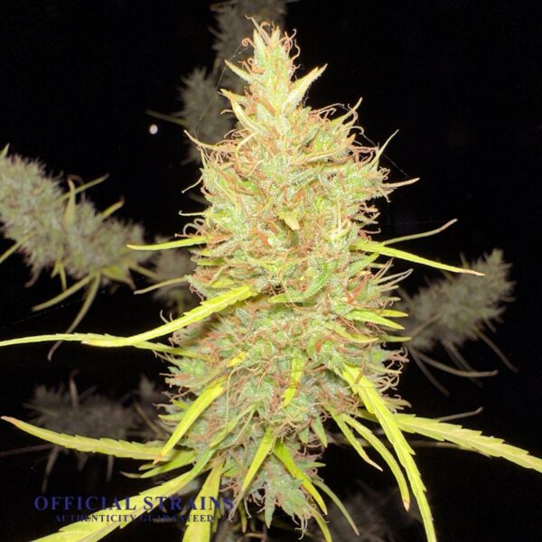 KDJ-20209-Durban Poison Haze Feminized