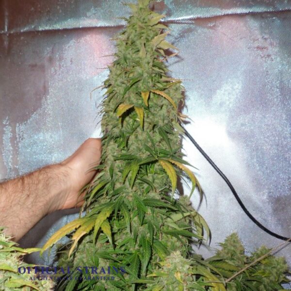 KDJ-20204-Durban Poison Automatic Flowering