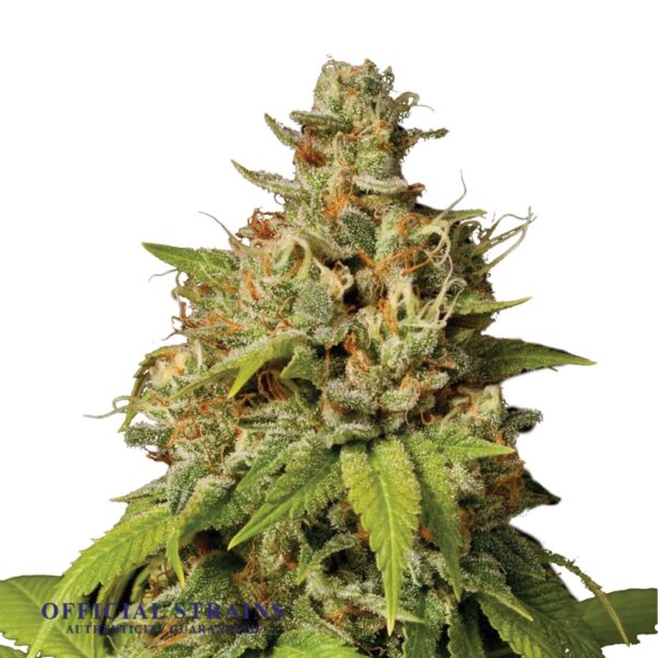 KDJ-20205-Durban Poison Feminized