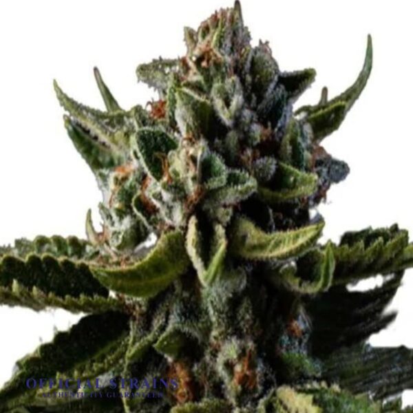 KDJ-20213-Dutch Treat Automatic Flowering