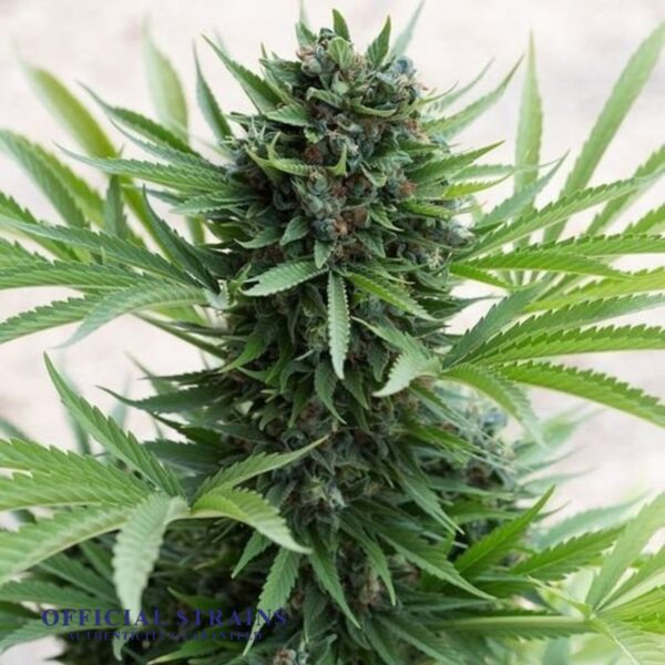 KDJ-20216-East Coast Sour Diesel Automatic Flowering