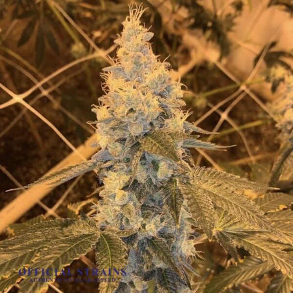 KDJ-20970-Electric Grape Feminized