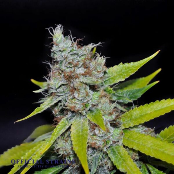 KDJ-20973-Electric Lemonade Feminized