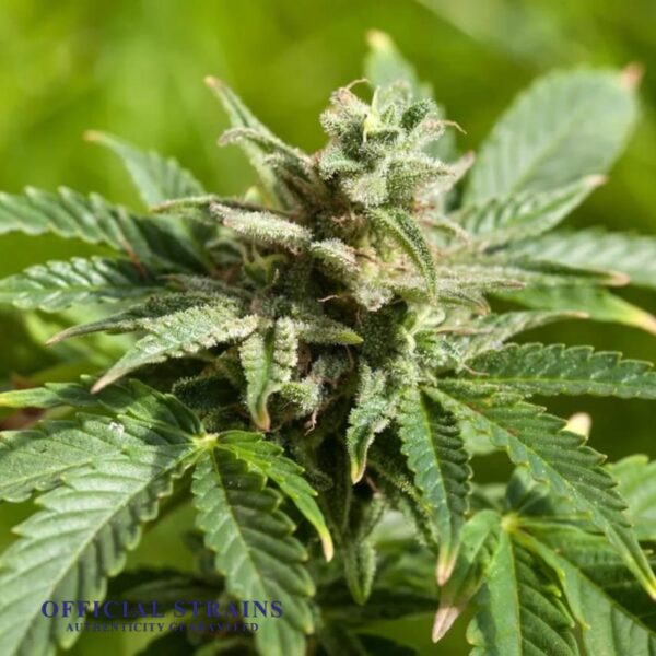 KDJ-20219-Fire OG Automatic Flowering