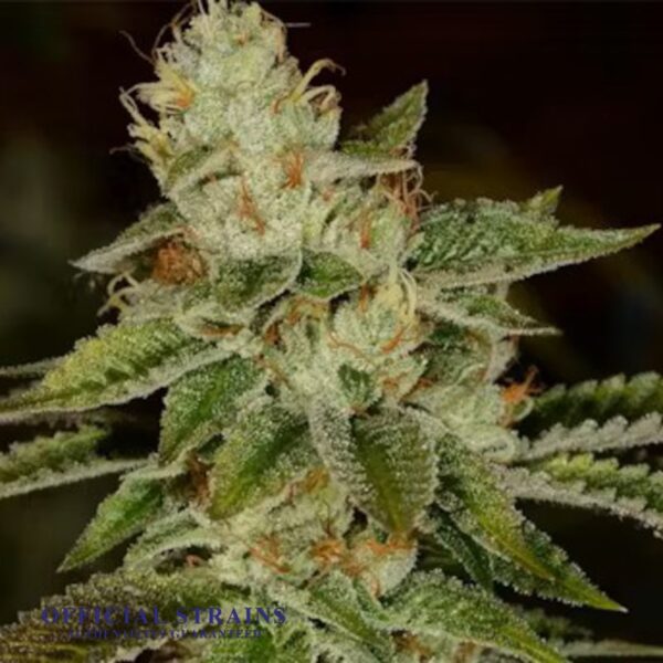 KDJ-20220-Fire OG Feminized