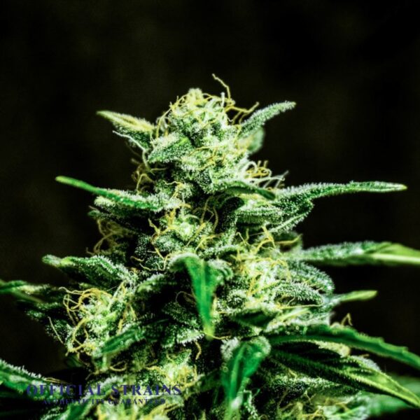 KDJ-20996-Frosty Buds Automatic Flowering