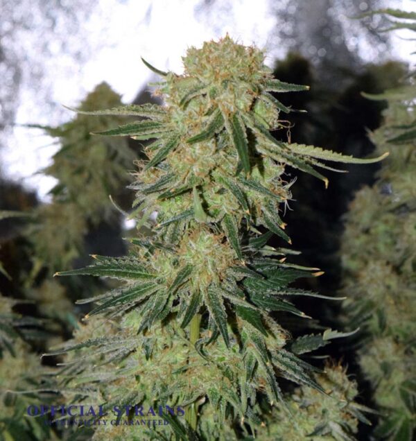 KDJ-20997-Frosty Buds Feminized