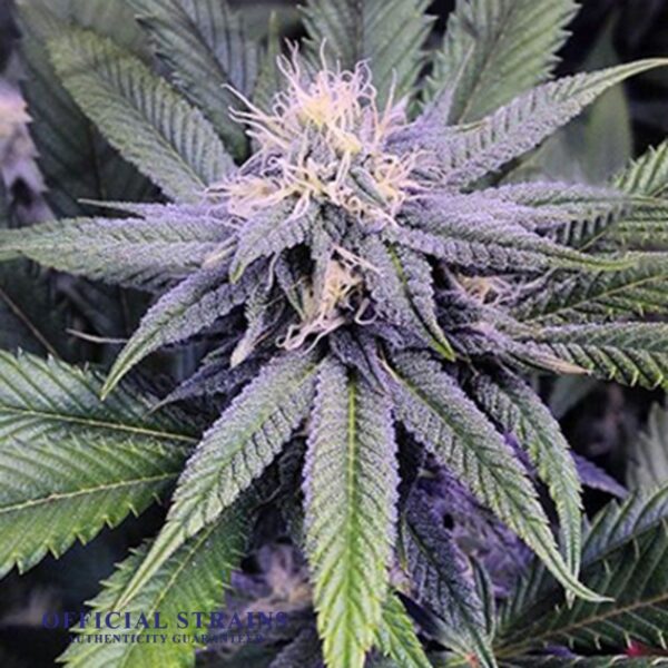 KDJ-20231-GDP Granddaddy Purple Automatic Flowering