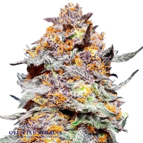 KDJ-20232-GDP Granddaddy Purple Feminized