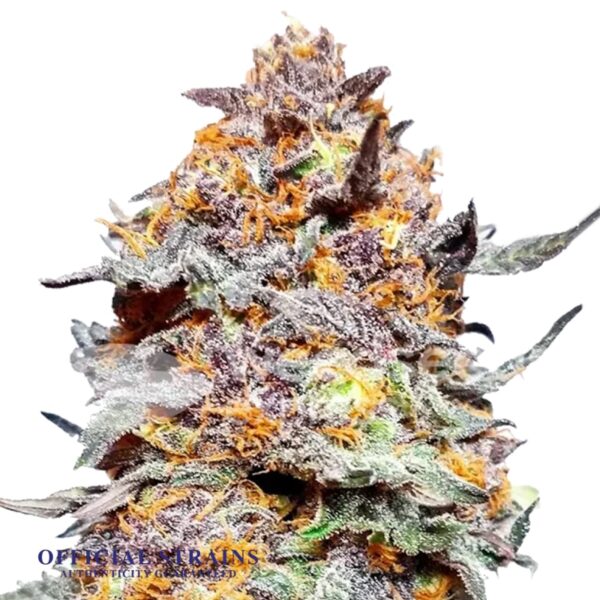 KDJ-20233-GDP Granddaddy Purple Regular